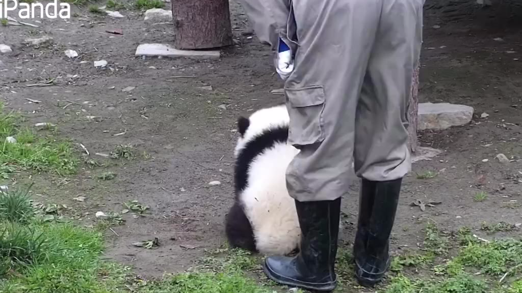 【每日一滚】“糯米团子”软糯Q弹的秘诀是……